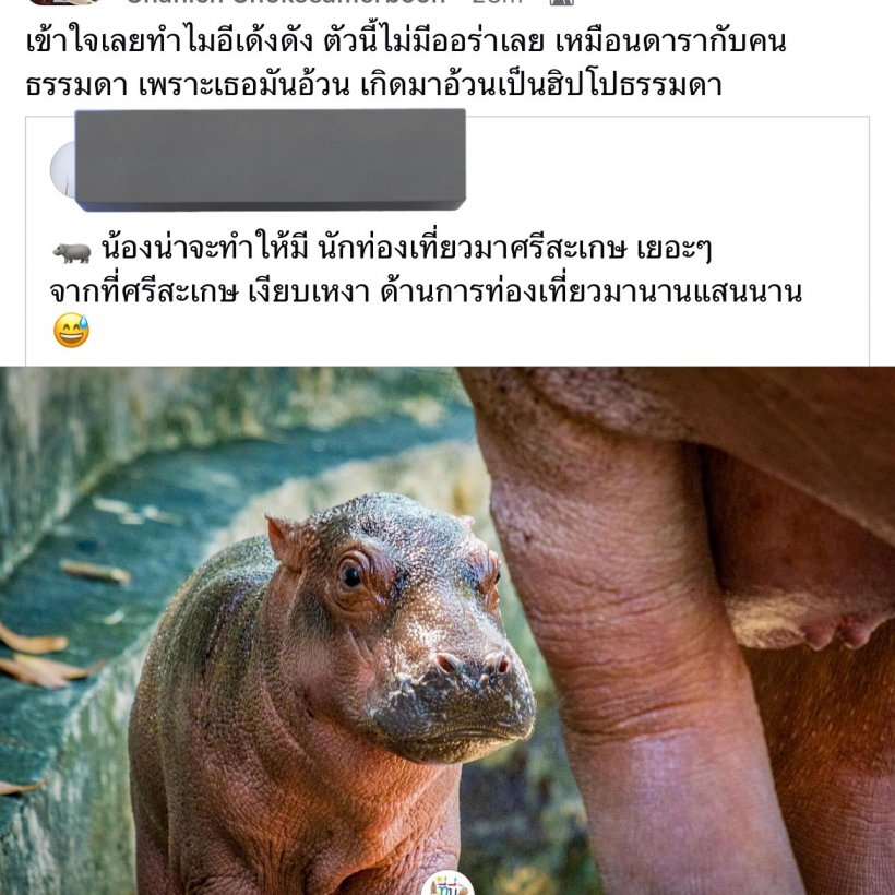 หัวจะปวด! ลูกฮิปโปเกิดใหม่ เจอบูลลี่ไม่ออร่าเหมือนหมูเด้ง