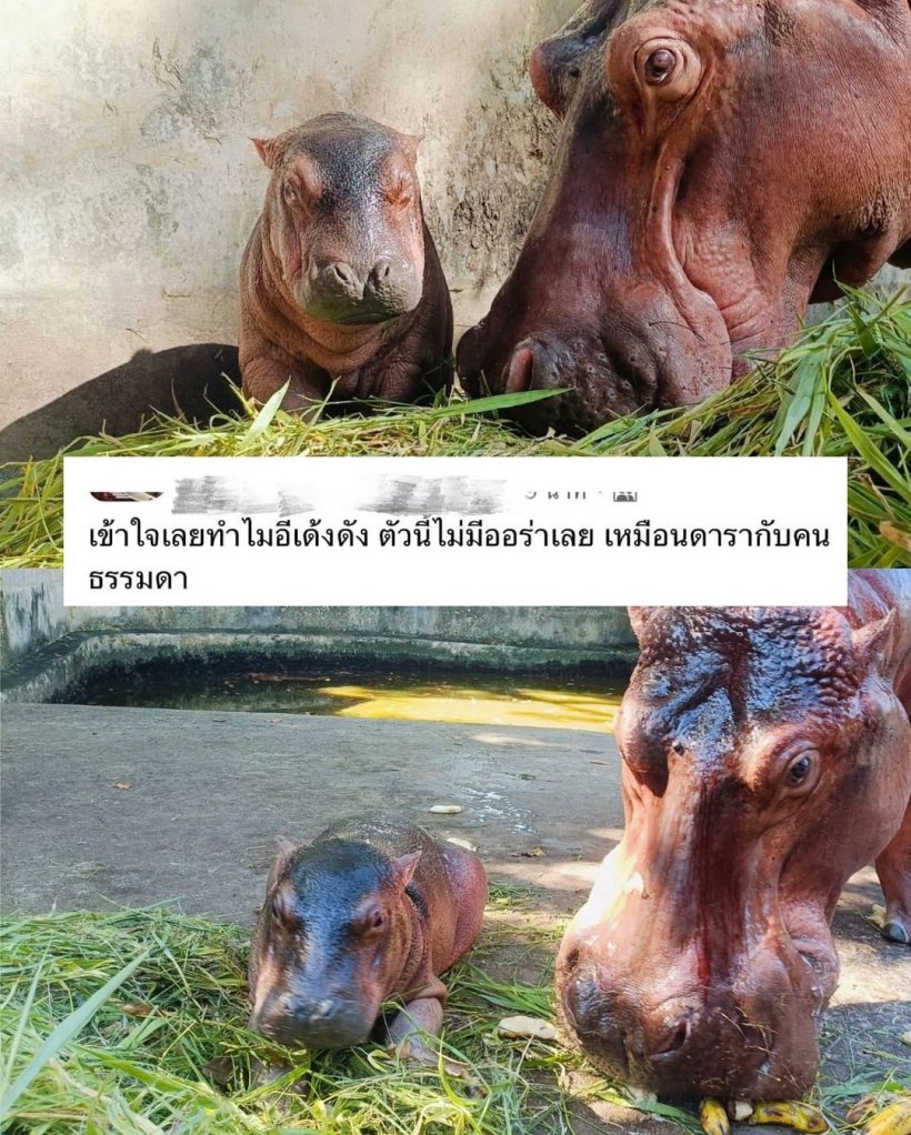 หัวจะปวด! ลูกฮิปโปเกิดใหม่ เจอบูลลี่ไม่ออร่าเหมือนหมูเด้ง