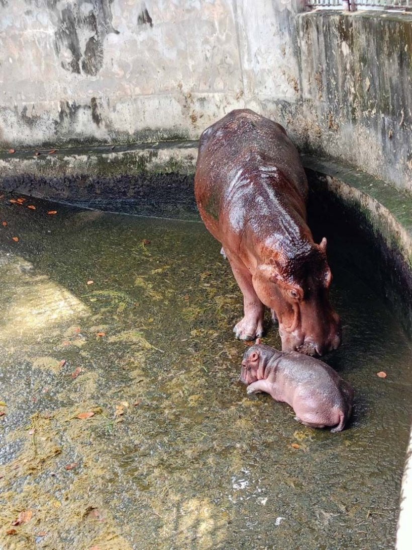 หัวจะปวด! ลูกฮิปโปเกิดใหม่ เจอบูลลี่ไม่ออร่าเหมือนหมูเด้ง