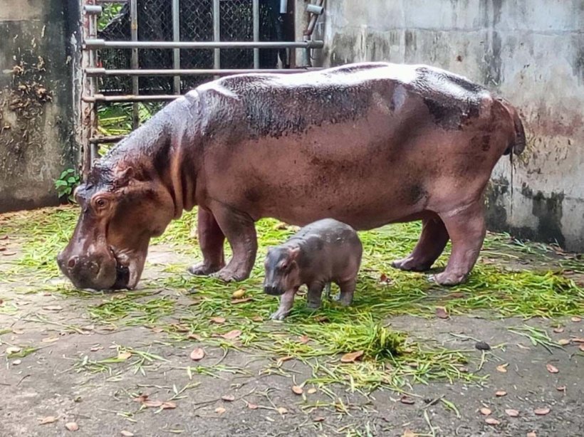 หัวจะปวด! ลูกฮิปโปเกิดใหม่ เจอบูลลี่ไม่ออร่าเหมือนหมูเด้ง