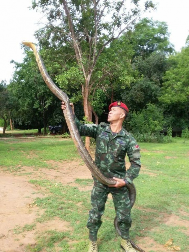 ฮือฮา!! ทหารหนุ่มโชว์จับจงอางยักษ์ 4 เมตร ด้วยมือเปล่า!