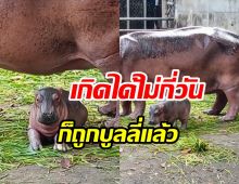 หัวจะปวด! ลูกฮิปโปเกิดใหม่ เจอบูลลี่ไม่ออร่าเหมือนหมูเด้ง