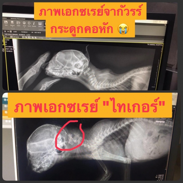  ทาสแมวเศร้า! จากัวร์ กลับดาวแมวแล้ว หลังยกพวกฟัดหมาจนเข้าเฝือก