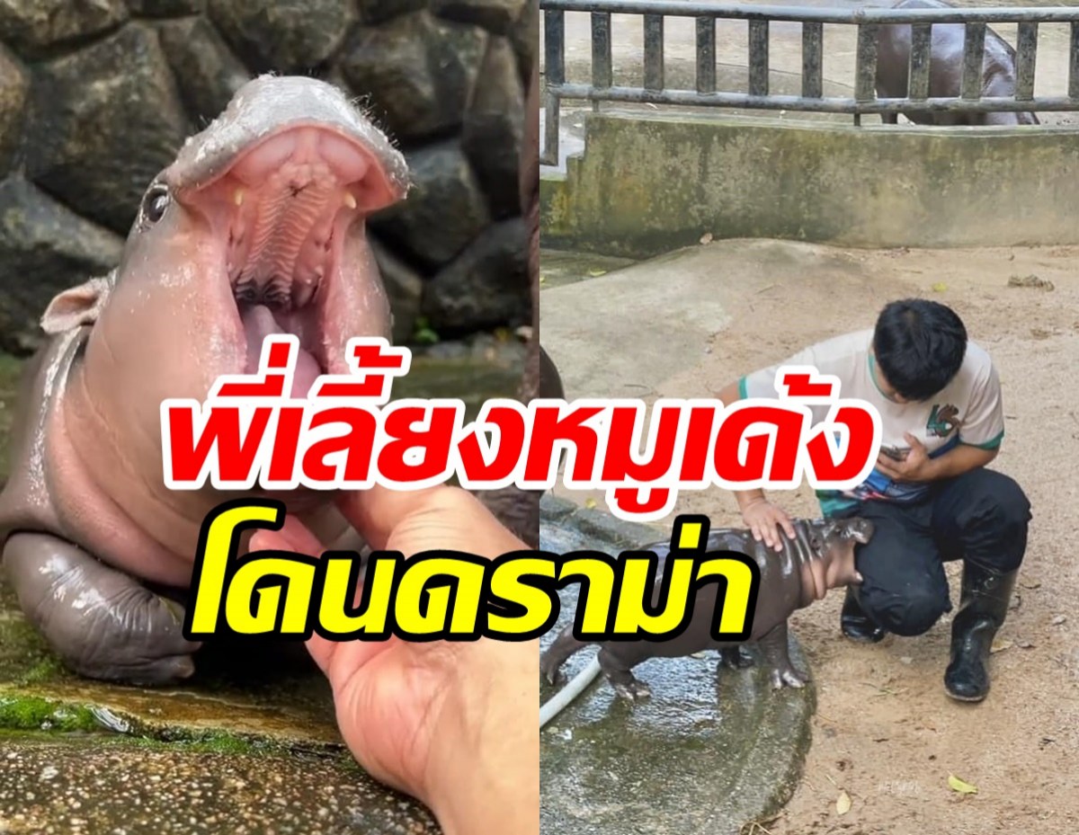 หัวจะปวด! ชาวเน็ตดราม่าพี่เลี้ยงหมูเด้ง ความจริงไม่ใช่อย่างที่เห็น