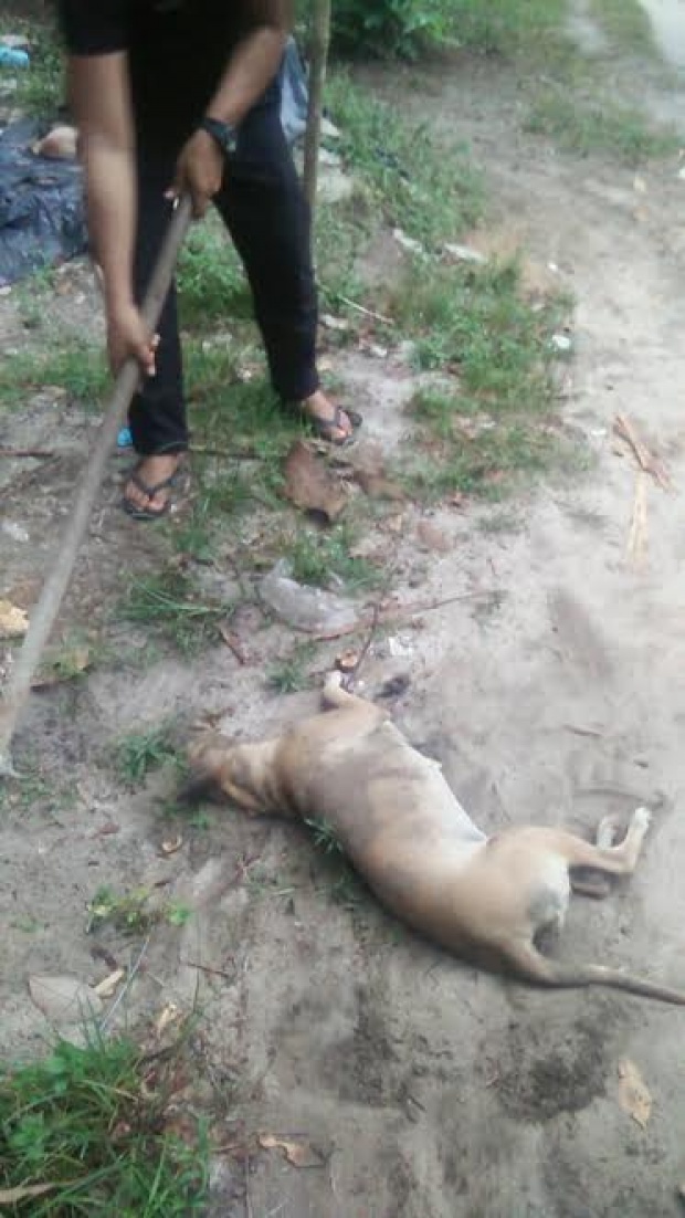 ใจอำมหิต!!!ผบ​.กองร้อย ฆ่าสุนัขตายเกลื่อน 30 ตัว ต่อหน้าลูกน้อง