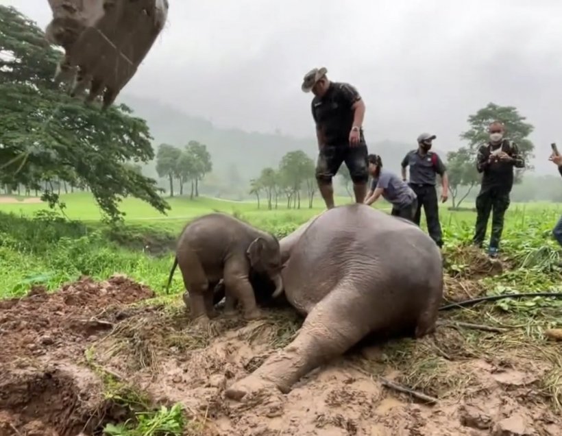  ไวรัลสนั่น! คลิปนาทีชีวิตช่วยแม่ลูกช้างป่าตกท่อระบายน้ำ ลึก2เมตร