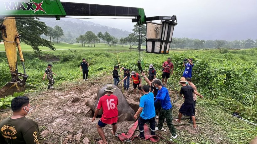  ไวรัลสนั่น! คลิปนาทีชีวิตช่วยแม่ลูกช้างป่าตกท่อระบายน้ำ ลึก2เมตร