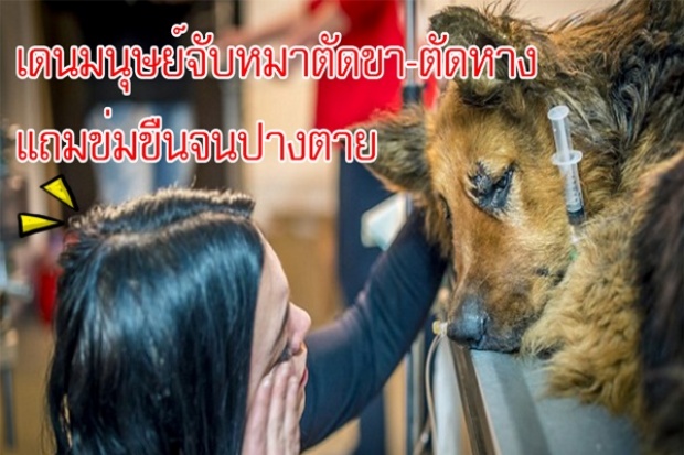 เดนมนุษย์! จับหมาตัดหาง ตัดขา แถมข่มขื่นซ้ำจนปางตาย!  