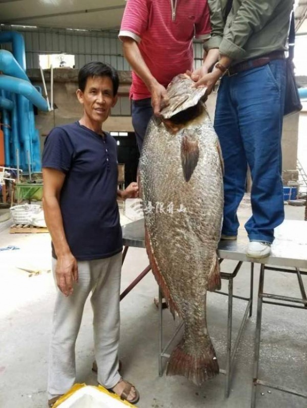 ชาวประมงจับ “ปลาทะเลยักษ์” ขนาดเท่าคนได้ เศรษฐีแห่ขอซื้อเพียบ!! เพราะสิ่งที่อยู่ในตัวมัน?