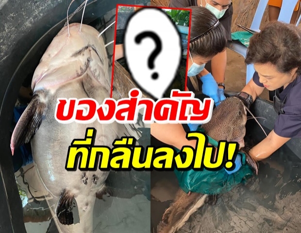 หนูน้อยทำของตกบ่อ ปลายักษ์กลืนลงท้อง ก่อนจะพบว่าเป็น..!?