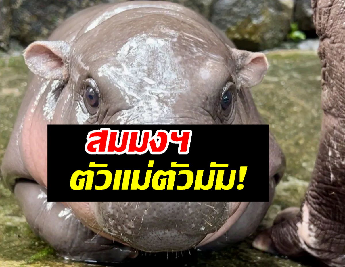 น้อง หมูเด้ง ทำถึง! บีบีซี ยังเขียนข่าวทำสกู๊ปชวนรู้จัก