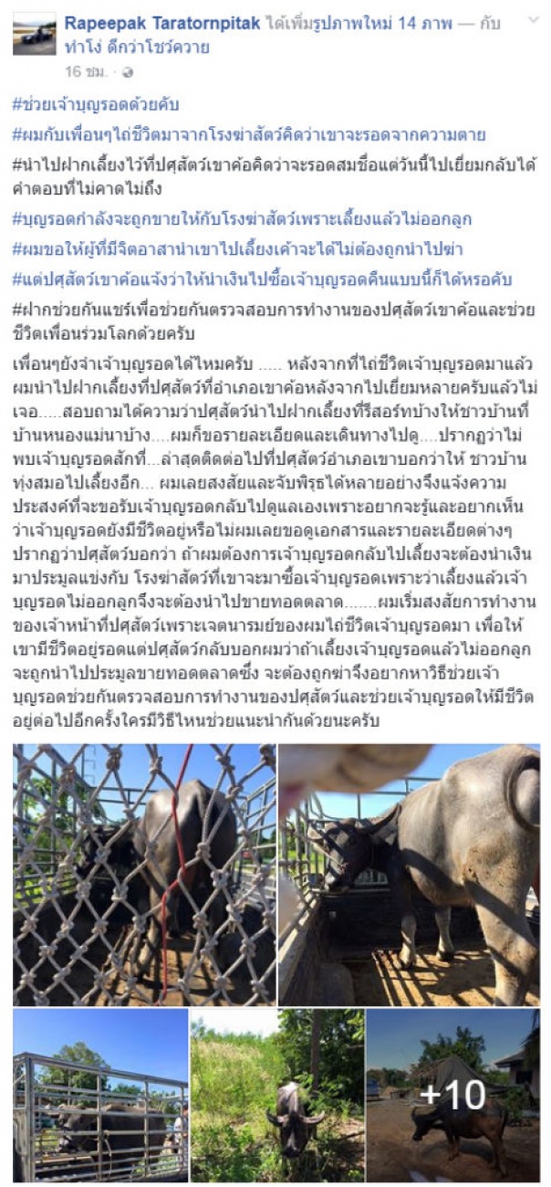 ‘บุญรอด’ จะรอดไหม! หนุ่มงงไถ่ชีวิตควายฝากปศุสัตว์เลี้ยง ไปหาไม่เจอ บอกจะส่งโรงฆ่าสัตว์ ให้มาไถ่อีกรอบ