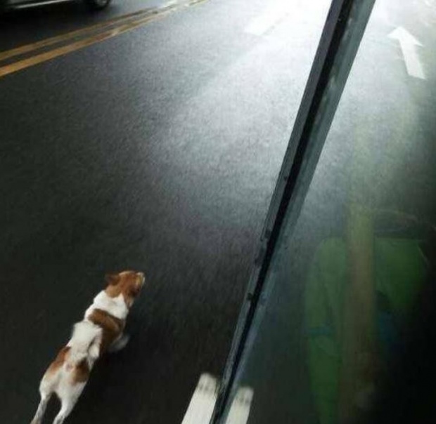 สุนัขวิ่งไล่กวดรถเมล์ไม่หยุด จนเหนื่อยหอบ โชเฟอร์ต้องขับให้ช้าลง ก่อนรู้สาเหตุ? สะเทือนใจสุดๆ