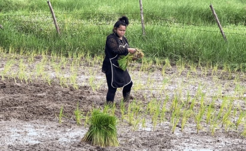 เผยชีวิต เจ๊อ๋อ 90ล้าน ปัจจุบันต้องมารับจ้างดำนาวันละ300