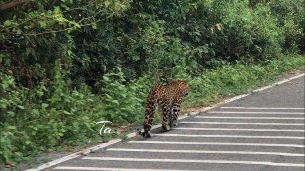 พบเสือดาวเดินเล่นสบายใจ ริมถนนป่าแก่งกระจาน คาดสัตว์ป่าปรับตัวได้ (คลิป)