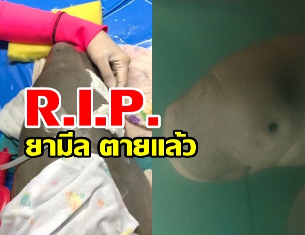 สุดเศร้า ร่างกายบอบช้ำเกินทน สุดยื้อพะยูนน้อย ยามีล 