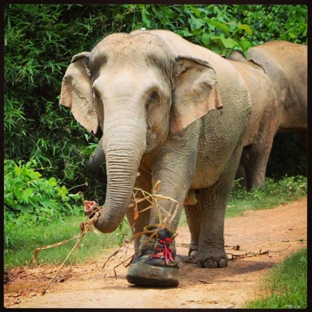 ช้างไทยเหยียบระเบิดขาเจ็บ ได้บูทข้างใหม่กิ๊บเก๋เท่ห์สุดๆ