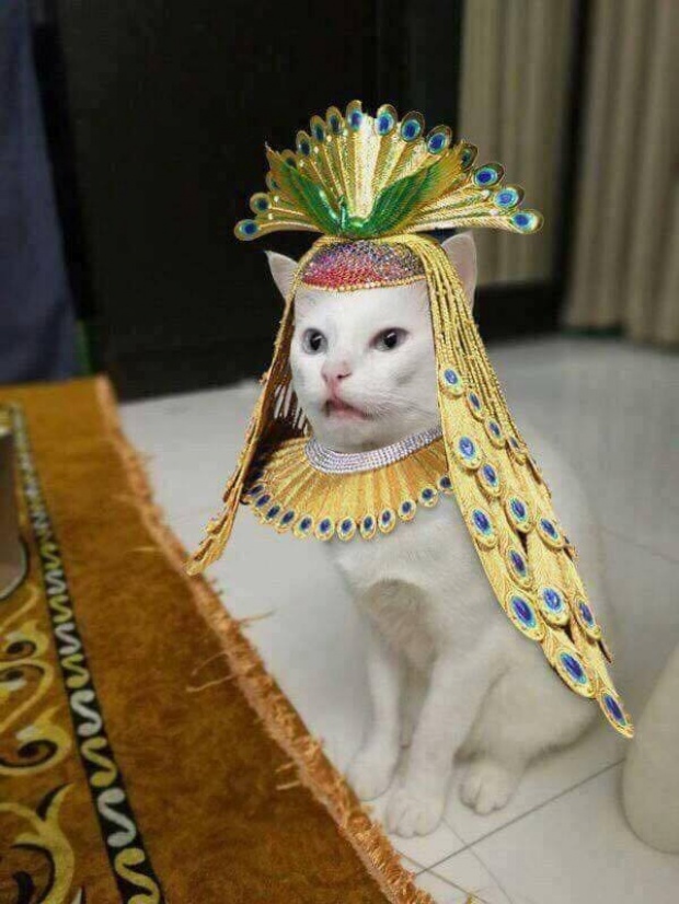 ทำอย่างนี้ได้ไง! ศิษย์ธรรมกายซัดภาพแมวสวมชุด “มหาลดาปสาธน์”พร้อมเผยที่มาอันศักดิ์สิทธิ์! 