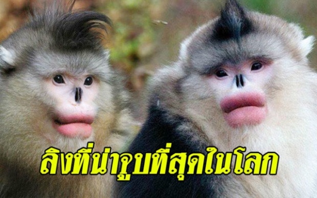 ลิงที่น่าจูบที่สุดในโลก!! ปากสวยราวทำศัลยกรรม แถมได้ยินว่าเจ้าสำอางสุดๆ  เหลือไม่กี่ตัวบนโลกแล้ว