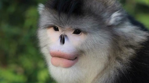 ลิงที่น่าจูบที่สุดในโลก!! ปากสวยราวทำศัลยกรรม แถมได้ยินว่าเจ้าสำอางสุดๆ เหลือไม่กี่ตัวบนโลกแล้ว