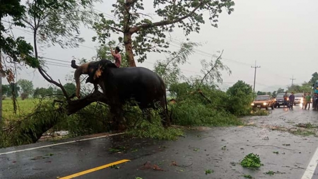 เปิดใจควาญช้าง “สีดอจารึก วัย 53 ปี” ฮีโร่เคลียร์ต้นไม้ล้มขวางถนน