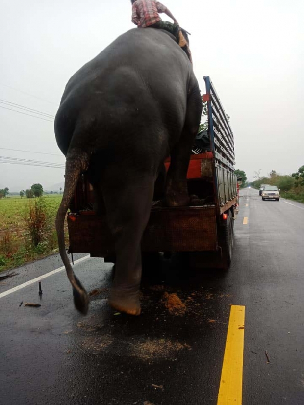 เปิดใจควาญช้าง “สีดอจารึก วัย 53 ปี” ฮีโร่เคลียร์ต้นไม้ล้มขวางถนน