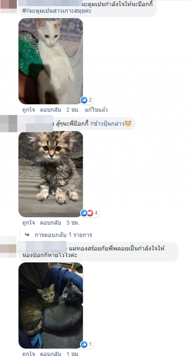 ถูกใจพี่ๆ “ป๊อกกี้” แมวน้อยเดินทางข้ามเรือ ไป-กลับโรงพยาบาลเอง