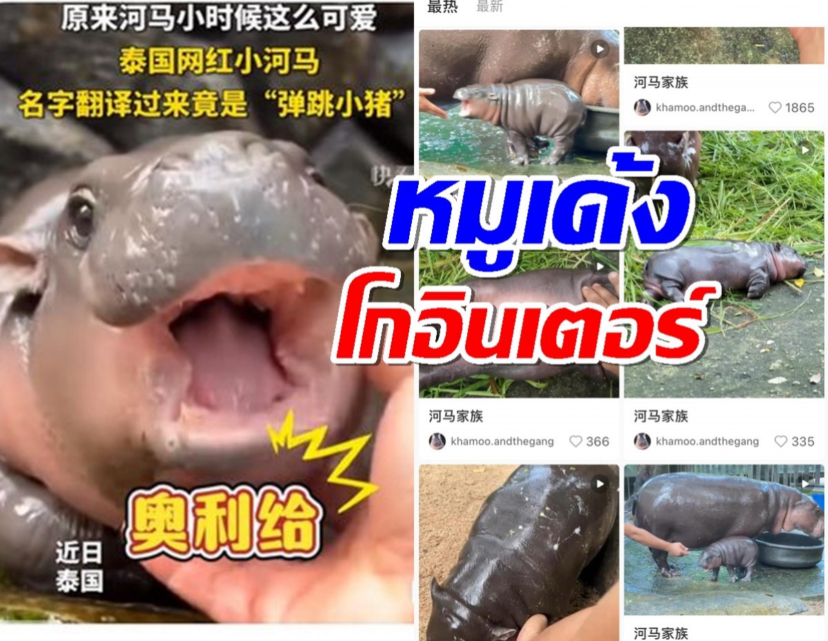 หมูเด้ง โกอินเตอร์ ทะลุถึงแผ่นดินใหญ่ แม่จีนโดนตกระนาว