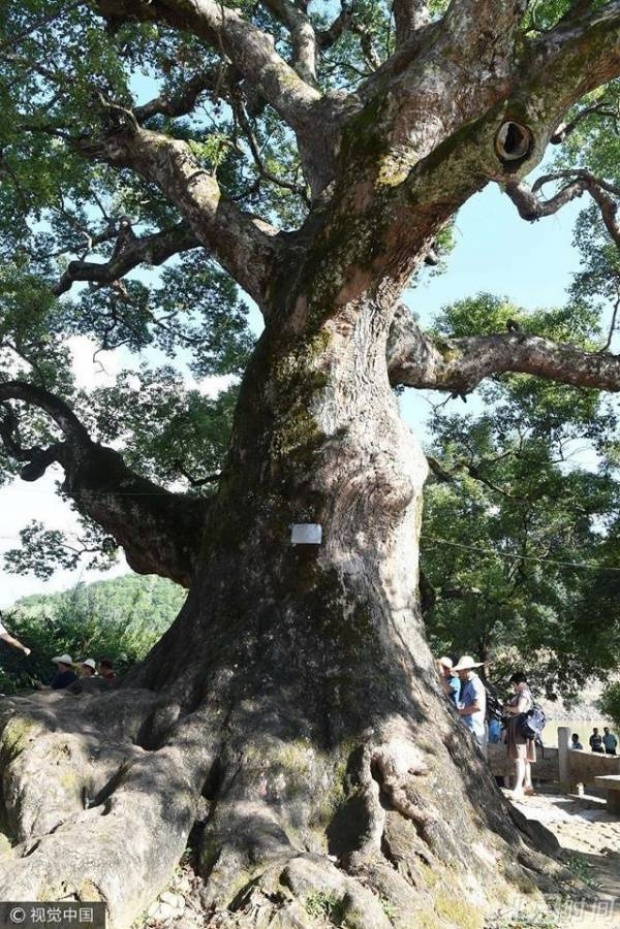 เข้าไปอยู่ได้ไง? ต้นไม้เก่าแก่ อายุนับ 1,000 ปี มี บางอย่างฝังซ่อนอยู่ข้างใน พอมองดูแทบผงะ!!