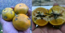 กับดักส้มสอดไส้ตะปู ที่แท้มาจากประเทศอินโดนีเซีย