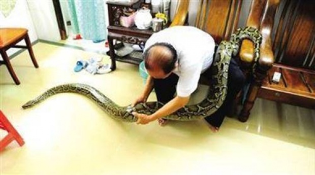 ทำไปได้!!! ลุงชาวจีนอยู่กินกับงูเหลือมยักษ์นาน 7 ปีเปรียบเสมือนลูก