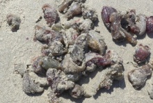  ทึ่ง!!!ซากสัตว์ทะเลตายเกลื่อนหาดภูเก็ต หวั่นเป็นสัญญาณเตือนภัยธรรมชาติ