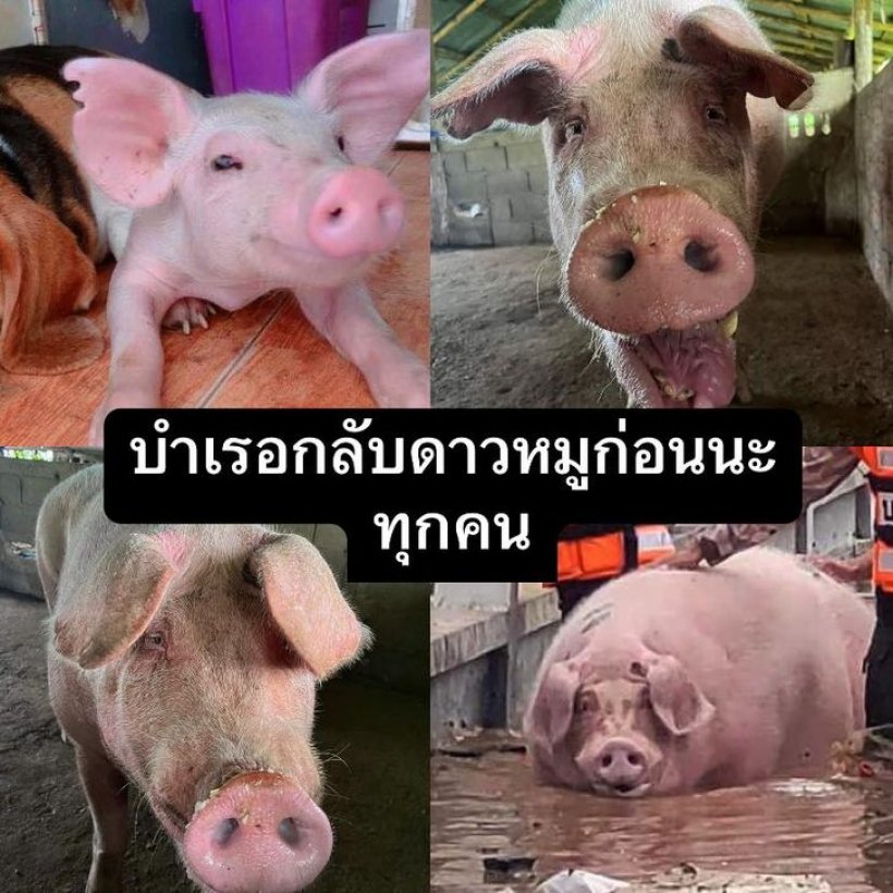  ลาก่อน บำเรอ น้ำท่วมครั้งนี้กลับดาวหมูแล้ว