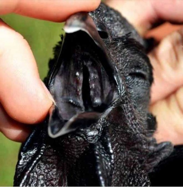 ส่องภาพ ไก่ดำ ที่ดำที่สุดในโลก กระดูก-เลือดยังข้นดำ แต่ดัน ตกกระป๋อง เพราะความดำของตัวเอง !!