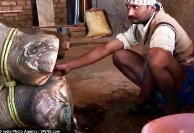 หนุ่มอินเดียอำมหิต! จับช้างทารุณ ใช้ขวานทุบ เชือกมัด จุดไฟเผาปางตาย 