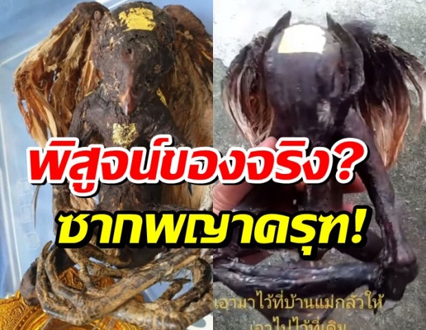 โซเชียลแตก! หนุ่มเจอสัตว์แปลก คนอ้างซากพญาครุฑ อ.อ๊อด โร่พิสูจน์!!