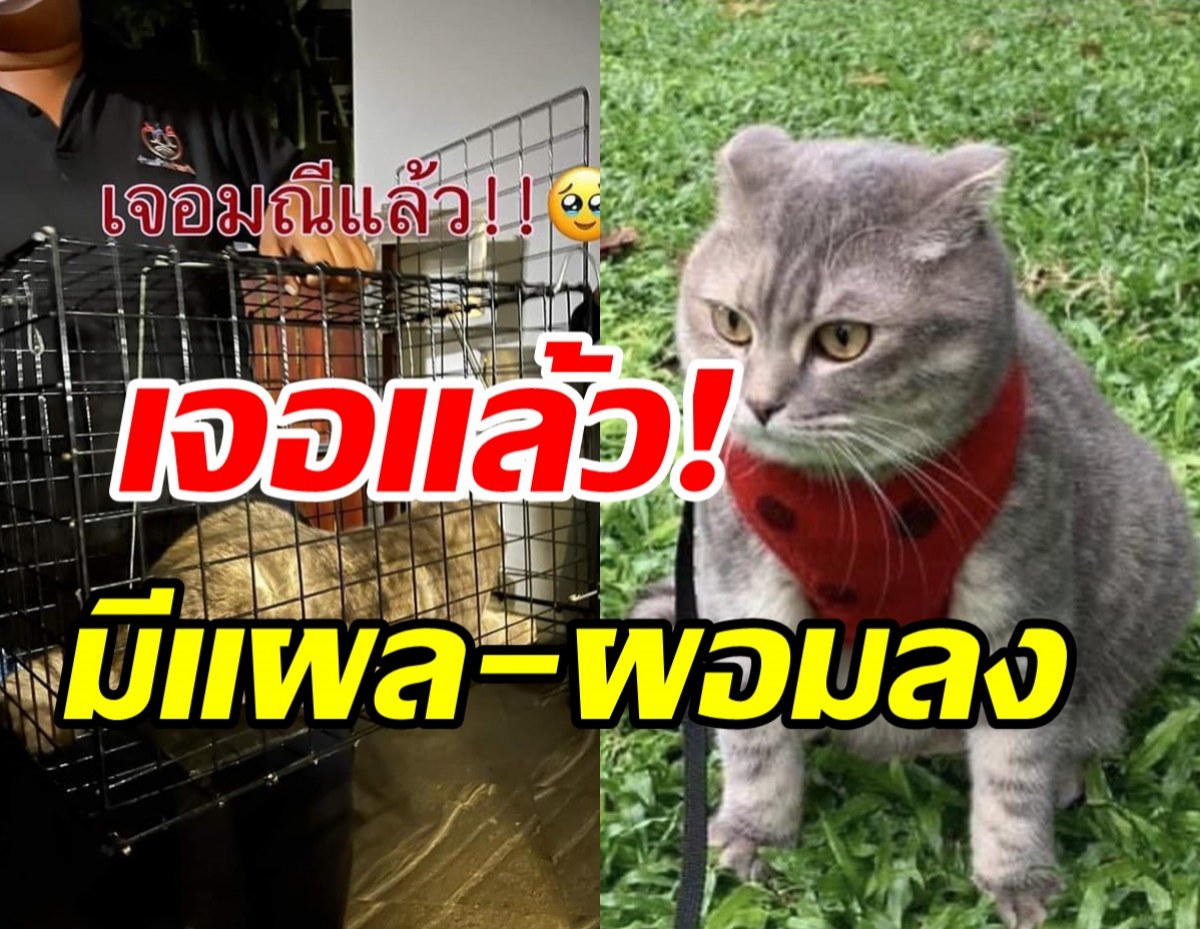  เจอแล้ว! น้องมณี แมวหาย3แสน เที่ยวเองกลับเองใครจะได้รางวัล?