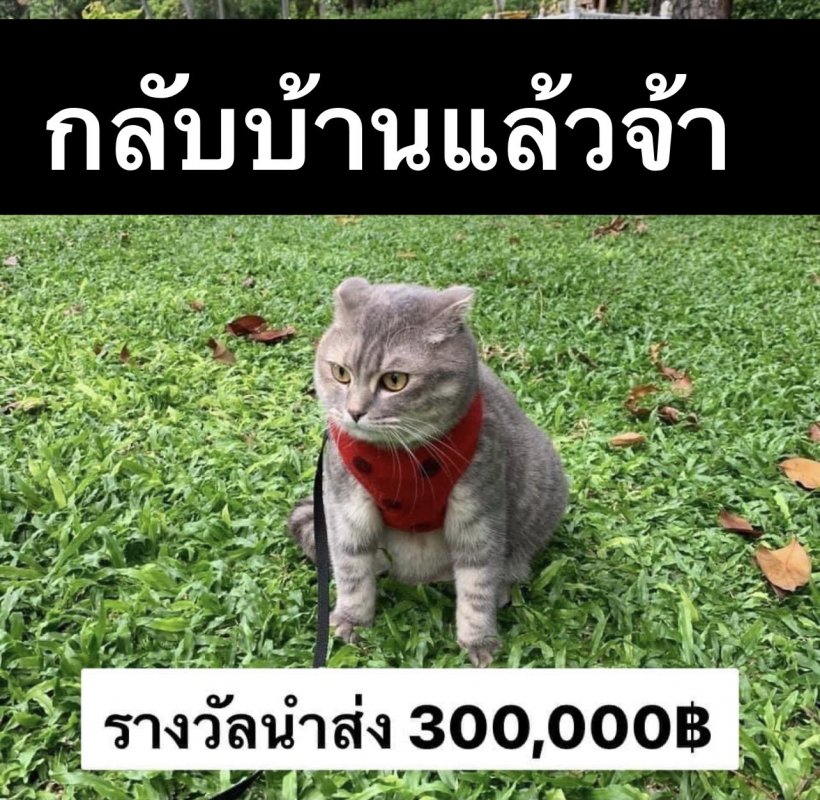  เจอแล้ว! น้องมณี แมวหาย3แสน เที่ยวเองกลับเองใครจะได้รางวัล?