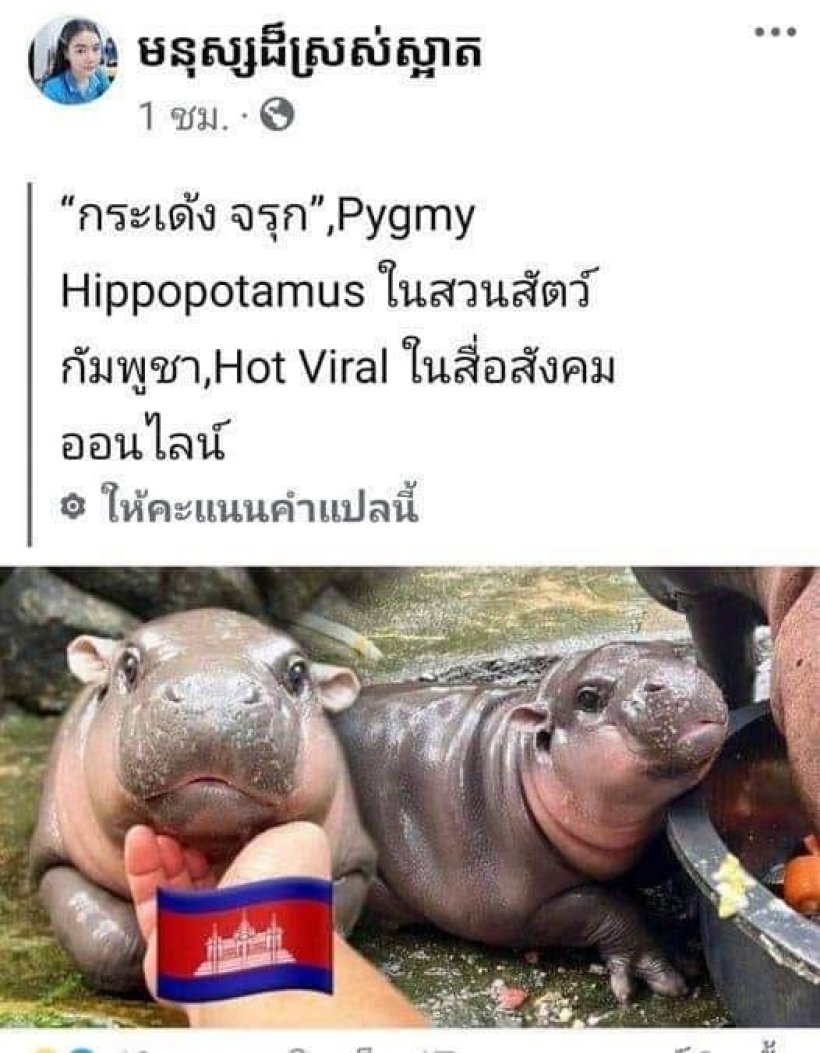 จนได้!เขมรเคลม หมูเด้งของไทย อ้างเกิดใน กัมพูชาชื่อกระเด้ง จรุก 