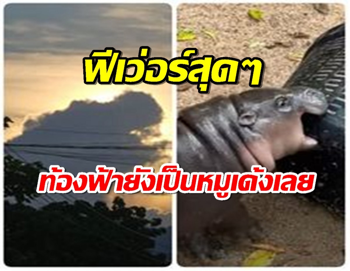 หมูเด้งฟีเว่อร์ ขนาดท้องฟ้ายังเป็นรูปหมูเด้งเลยจ้า