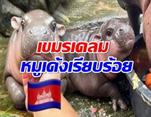 จนได้!เขมรเคลม หมูเด้งของไทย อ้างเกิดใน กัมพูชาชื่อกระเด้ง จรุก 